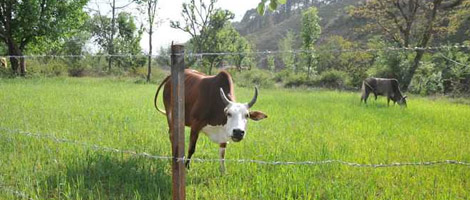electric fence for dogs animal